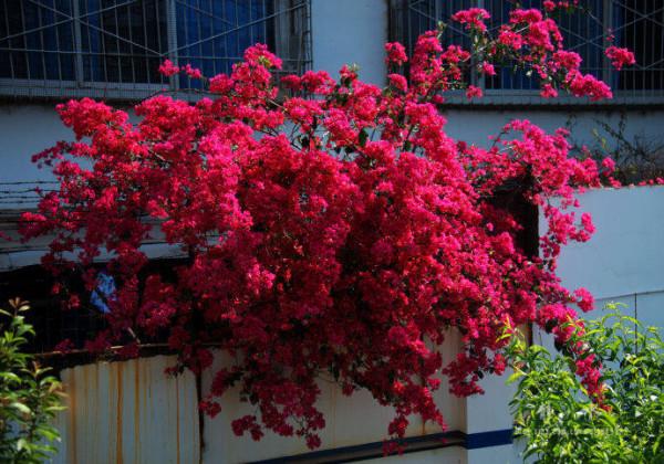 這4種植物，南方遍地都是，北方卻怎麼都養不活