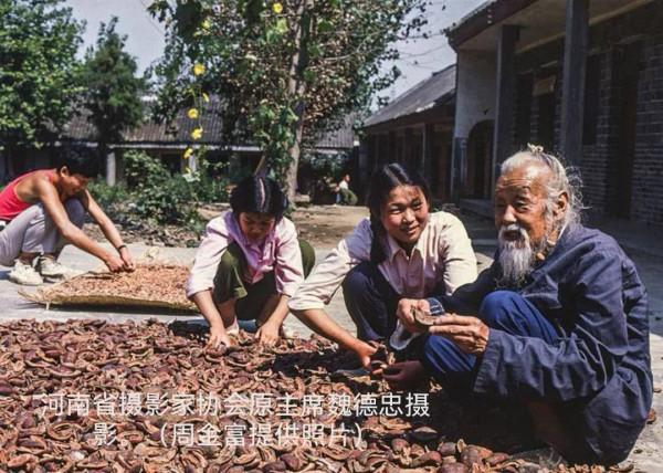 葉小生命旺，樹大枝條多