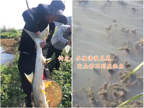 1.3米長水老虎被困小水塘,被人釣起時已瘦脫了形,網友:太慘了 1.3米長水老虎被困小水塘,被人釣起時已瘦脫了形,網友:太慘了