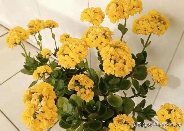 鵝黃色長壽花，給你帶來清新寧靜的淡淡溫暖