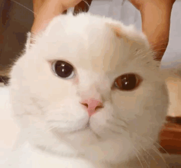 貓放一個屁,全家吃不下飯!真的好臭啊啊啊啊啊 貓放一個屁,全家吃不下飯!真的好臭啊啊啊啊啊