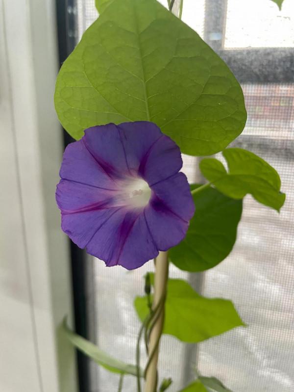 平平無奇種花小天才