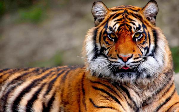 當年被放養在非洲草原上的兩隻華南虎，它們後來怎麼樣了？