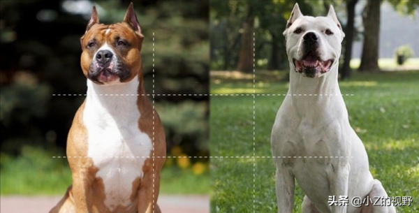 被稱為猛犬的五個品種，有些是鬥犬出身，它們的歷史淵源有哪些？