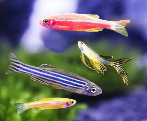 斑馬魚會跳缸麼？