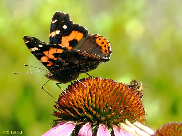 記錄蝶蟲的“偶遇”與“對話”——趣味昆蟲生態攝影