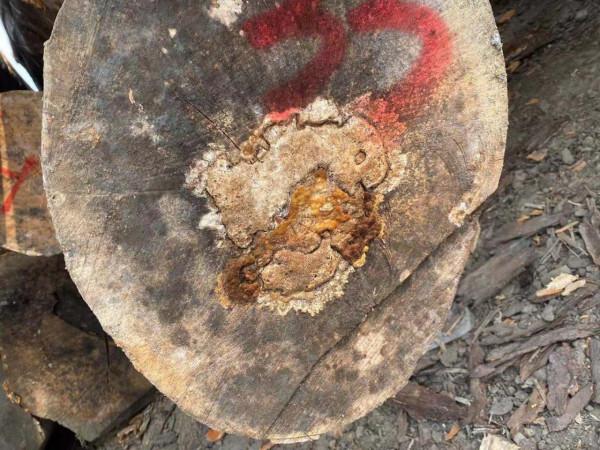 可怕,有人買到爛心櫸木原木 可怕,有人買到爛心櫸木原木