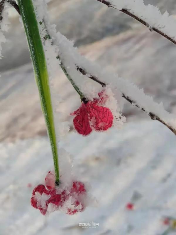霧裡看凇｜冰城今日限定美景