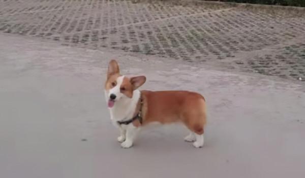 “蛋黃”的陽光生活 “蛋黃”的陽光生活