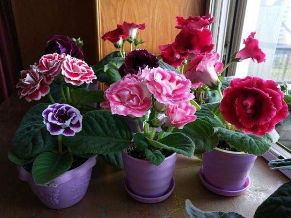 7種“吉利花”，冷天“扦插”更合適，溫度合適“利於”生根