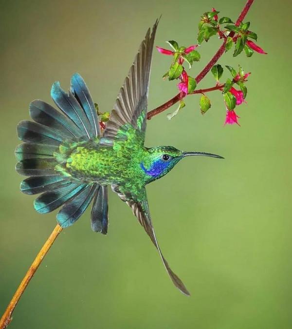 分享——最珍貴罕見的鳥