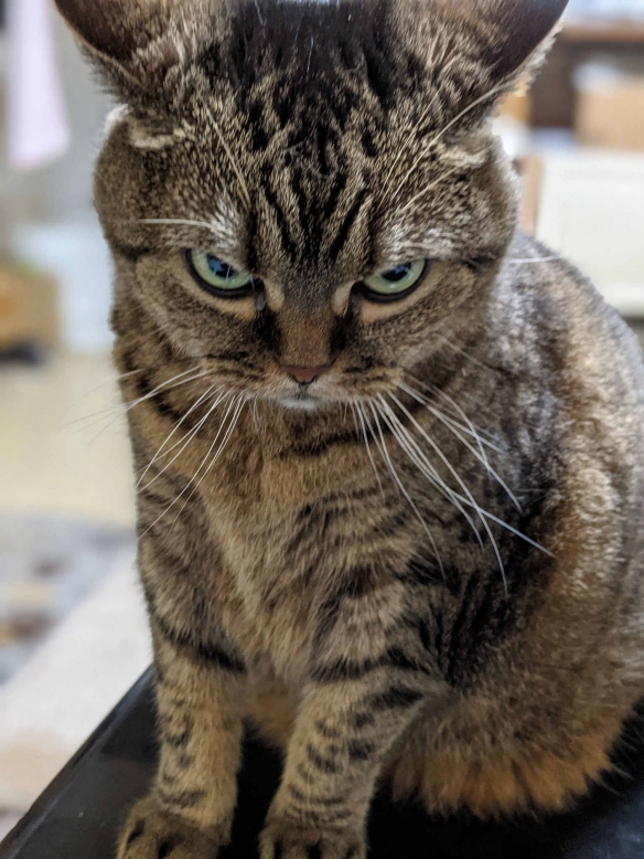 網友曬出氣場超乎想象的喵星人：眼神裡自帶殺氣