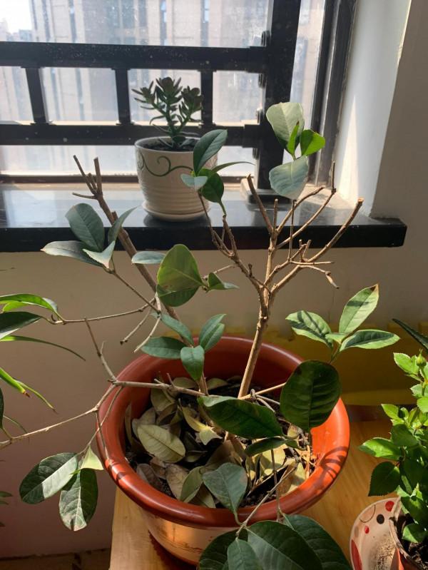 如何挽救月月桂盆景？