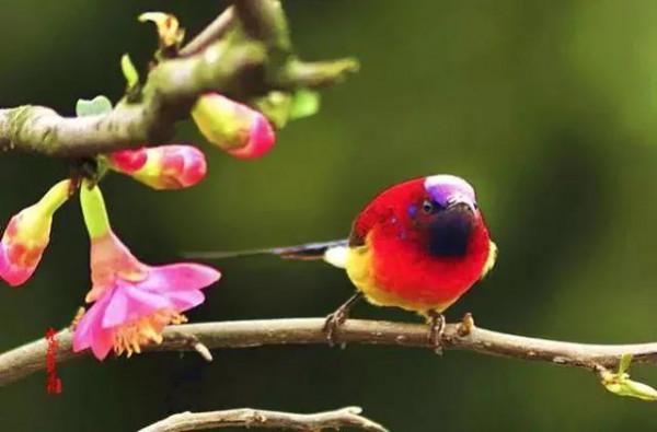 100幅美麗的鳥圖欣賞