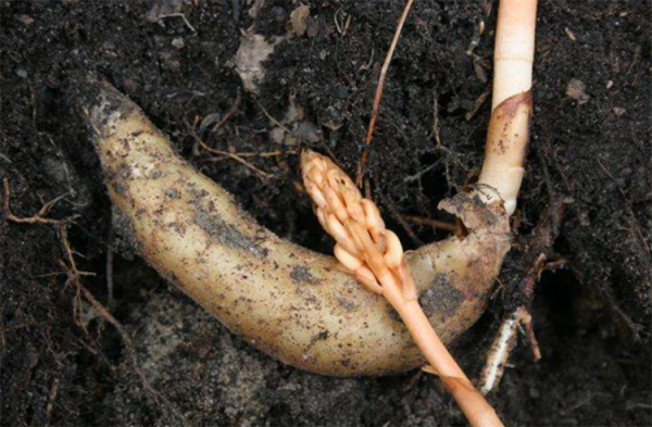 野生天麻生長環境的尋找方法：廣泛分佈卻不常見，高山陰地數量多