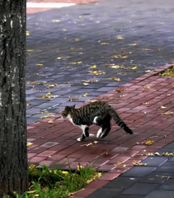 互動話題丨你眼中康巴什的最美秋景 互動話題丨你眼中康巴什的最美秋景