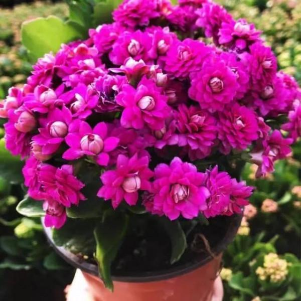 花豔吉利貴氣的八種富貴花