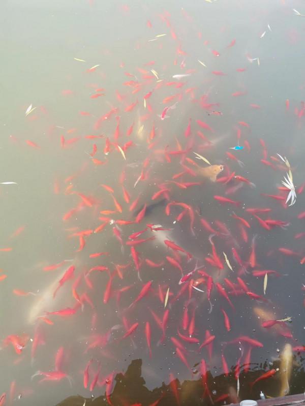 公園湖畔，景色宜人