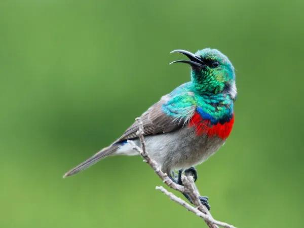分享圖片一紫喉花蜜鳥 特別罕見珍貴的小鳥