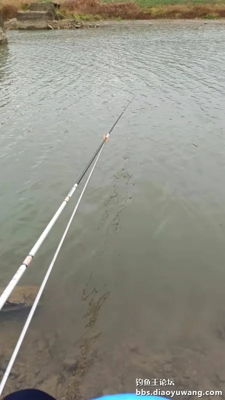 白刺手感太上頭，腥香酒米爆釣翹