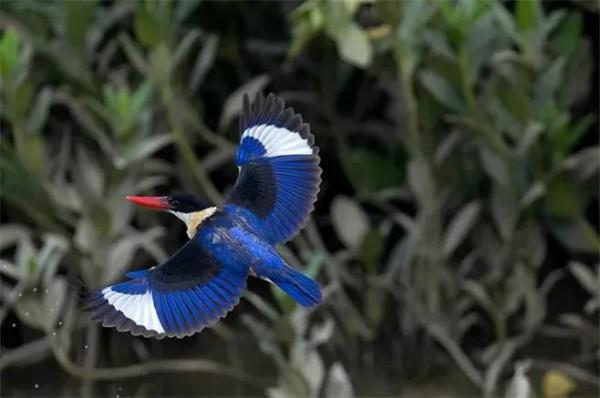 ￼如果要評選世界上誰飛得最漂亮？估計除了這些七彩鳥兒，