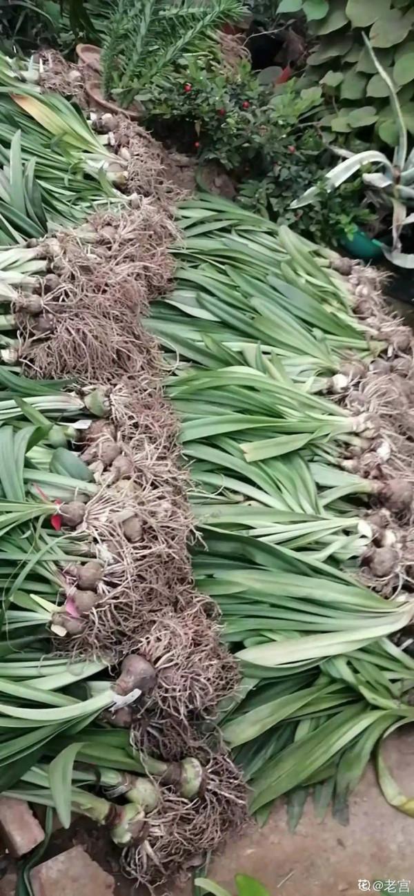 養花大棚倒閉,“貴貨花”路邊扔了一地,後悔沒帶個大麻袋 養花大棚倒閉,“貴貨花”路邊扔了一地,後悔沒帶個大麻袋