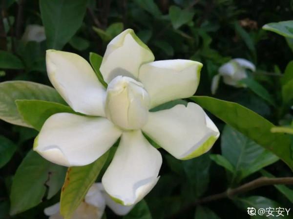 10種“髒髒”花,愛乾淨的人別養,會招蟲子 10種“髒髒”花,愛乾淨的人別養,會招蟲子