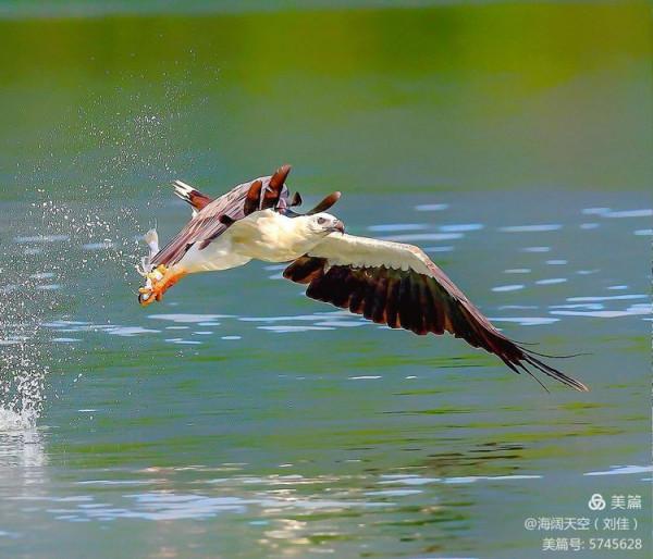 鳥類空中的戰鬥機&mdash;&mdash;白腹海雕