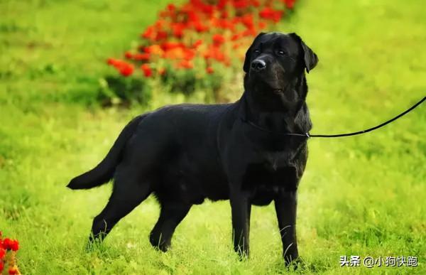 盤點狗狗中帥哥，最帥的6種狗狗你最喜歡哪一個嗎？