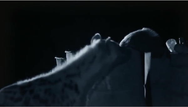 永不服輸的蜜獾，曾經有一個保護區飼養了兩隻，後來怎麼樣了？