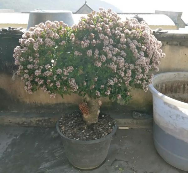 這些花就算長再大也只適合用“小盆”栽，大盆栽種易黑腐、爛根