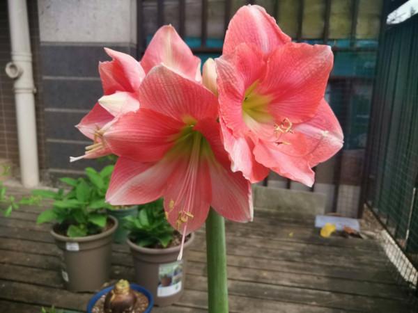 有院子一定要養“8種花”，色彩斑斕，四季有花，漂亮搶眼如花園