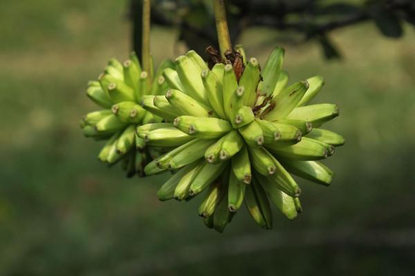 農村18種美味野果,你吃過幾種?能說出名字嗎?一起來認識下 農村18種美味野果,你吃過幾種?能說出名字嗎?一起來認識下