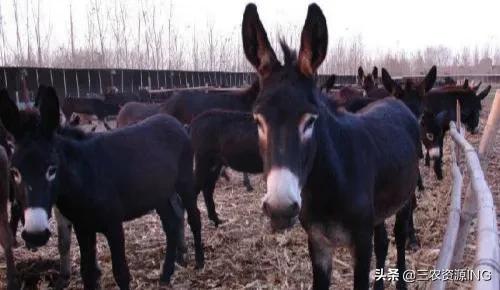 養驢的經濟效益如何丨肉驢怎麼進行科學的飼養