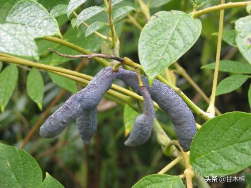 帶你回味童年吃過的46種野果子，記憶中的味道你還記得嗎？