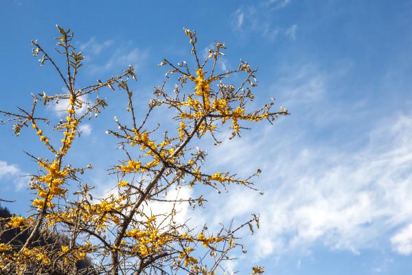 抗衰老的中藥（三十五）