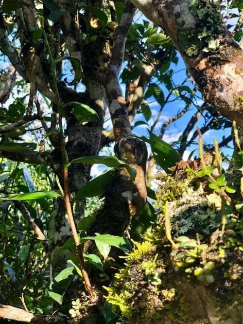 「普洱茶山行」乾貨分享賀開古樹普洱茶蘭香撲面何處來? 「普洱茶山行」乾貨分享賀開古樹普洱茶蘭香撲面何處來?