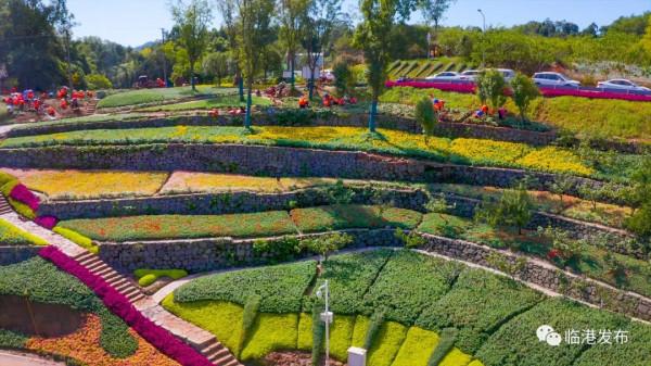 龍頭山菊花展即將開放！超5萬平米，260萬盆菊花…