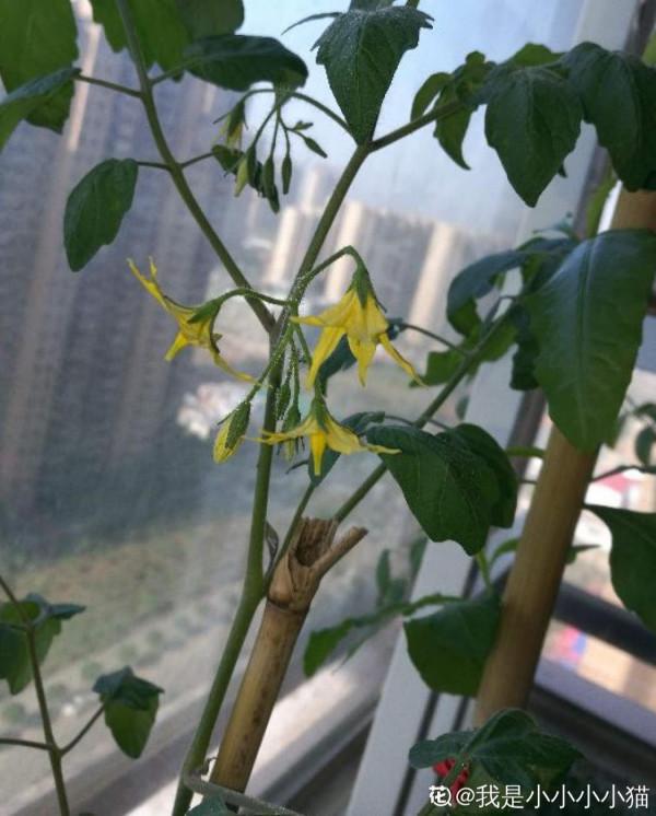 8種蔬菜花，農村人都認識，城裡人基本不認識