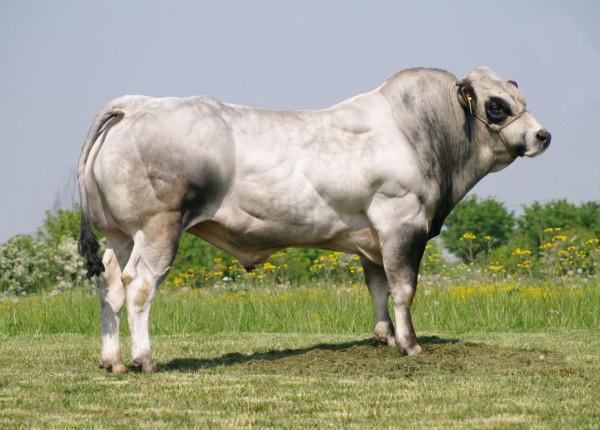 原汁原味的義大利皮埃蒙特牛，為什麼是歐洲饕客的最愛？古老的牛
