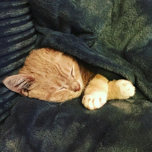 長了一雙風暴之眼的侏儒貓咪，命運多舛，幸得善終