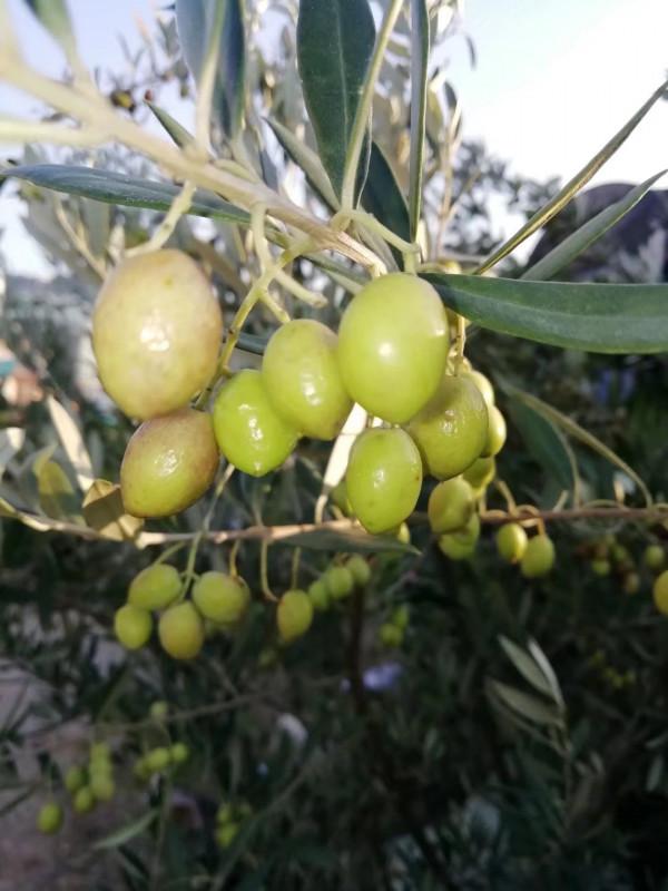 油料、園林綠化多用途常綠樹種——油橄欖