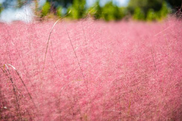 粉黛入秋色 北京豐臺又添旅遊新地標