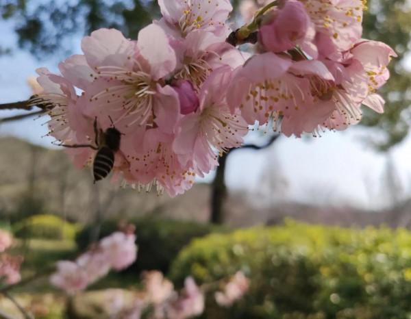 黿頭渚櫻花先睹為快