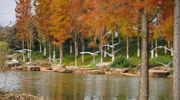 雲南瀘西:紅嘴鷗首次飛抵黃草洲國家溼地公園 雲南瀘西:紅嘴鷗首次飛抵黃草洲國家溼地公園