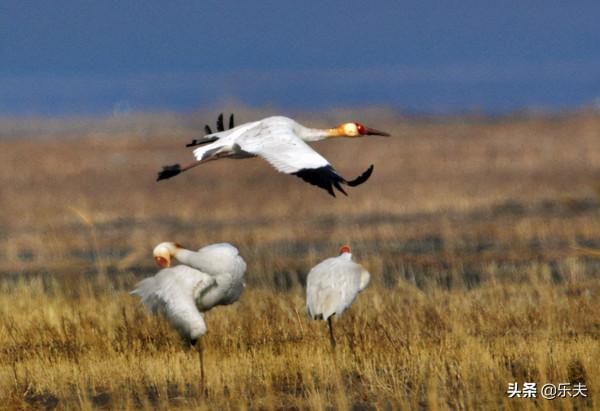 白鶴之鄉·莫莫格