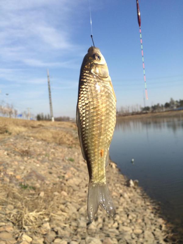 只要能夠感知到魚咬鉤的訊號,我們就完全可以擺脫對釣具的依賴 只要能夠感知到魚咬鉤的訊號,我們就完全可以擺脫對釣具的依賴