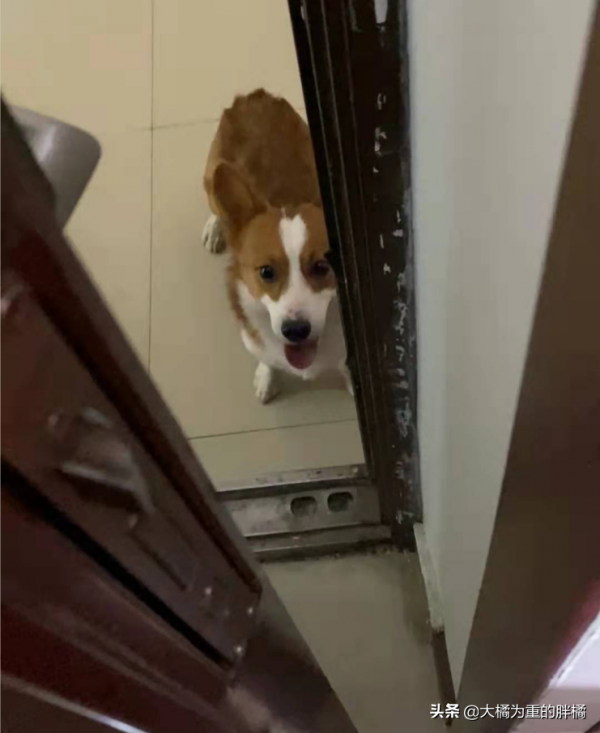 流浪柯基一路跟隨女孩回家，卻被拒之門外，它咋就不多等一會呢？