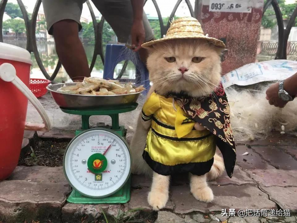 為啥叫貓“主子”？看了他的臉你就明白了