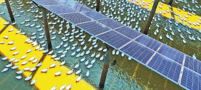 光伏板下鴨兒遊 光伏板下鴨兒遊